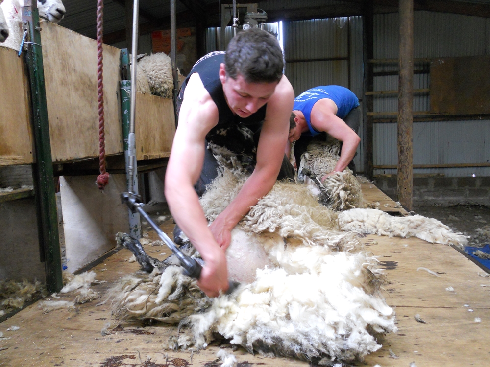 Learn the best techniques to maximise the value of your wool clip