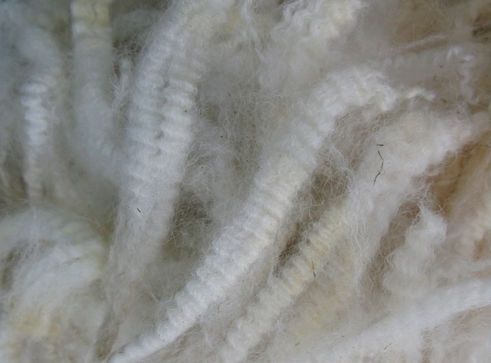 Ulster Wool pays a premium for certain grades of organic wool.