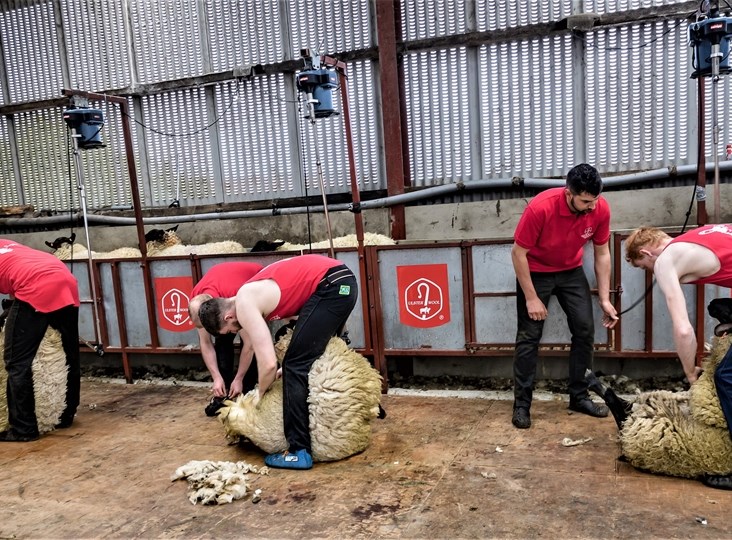 Ulster Wool supports Northern Ireland Shearing and Wool Handling Team for 2019 World Championships