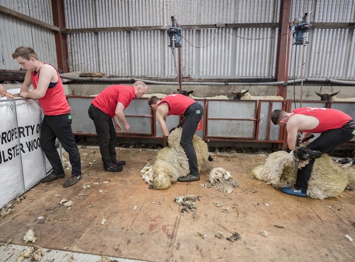 Shearing training designed to fit around you: Richard Schofield