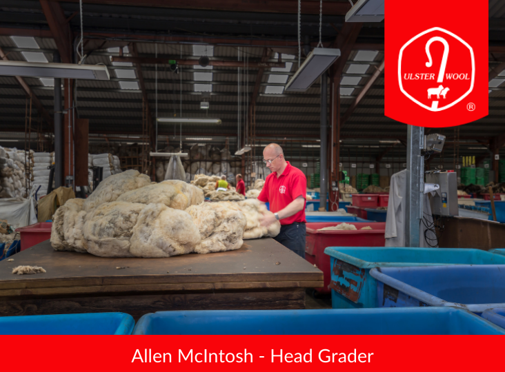 Meet Allen McIntosh – Head Grader – Ulster Wool