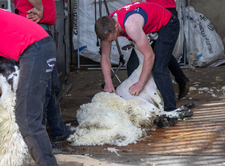 Ulster Wool Launches Young Farmers Exclusive Training Offer for a Seventh Year