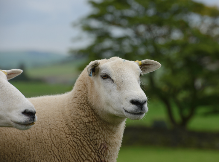 Supporting Ulster Wool is key to growing long-term value for wool and representing the best interests of members writes Brendan Kelly, Chairman, Ulster Wool.