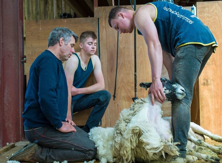 Shearing Course Update from Richard Schofield