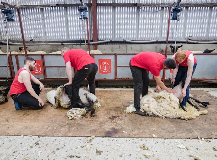 Training & Development of young shearers