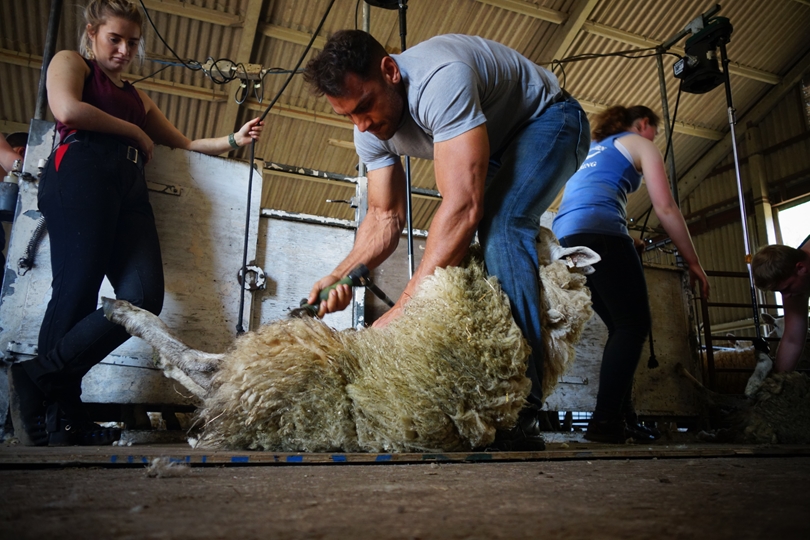 Ulster Wool enhances young farmers exclusive training offer