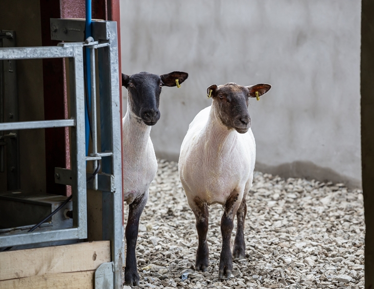 New Shearing Checklist for Shearers and Farmers during Covid-19