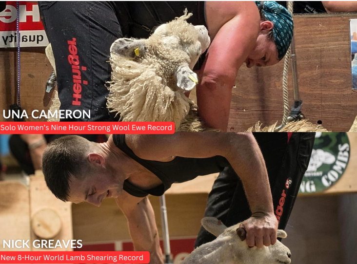 Shear Brilliance – a summer of shearing records