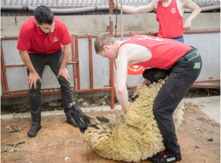 Ulster Wool - Shearing Update