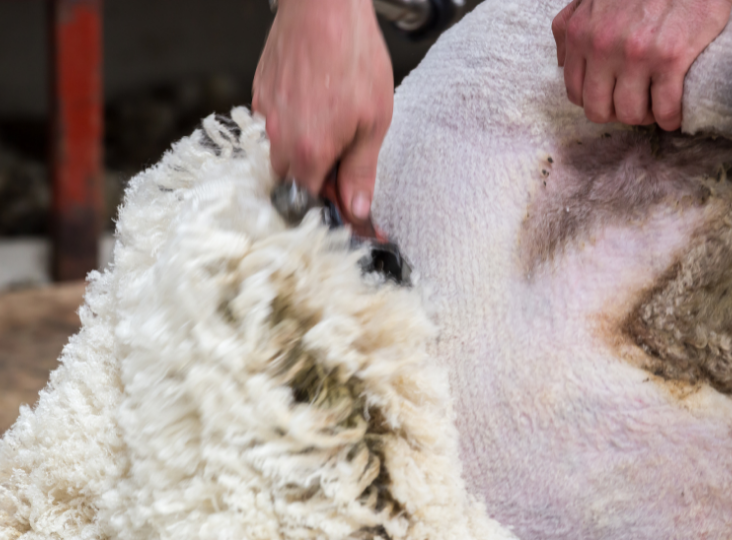 Ulster Wool launches young farmers’ exclusive training offer