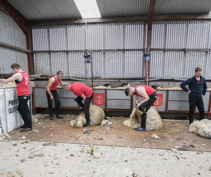 What our Shearing Courses are all about?