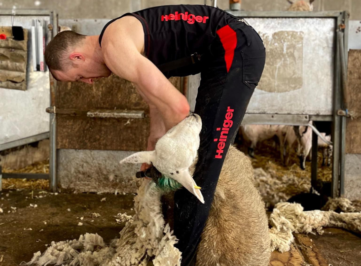 Professional Sheep Shearer has the Irish record in his sights