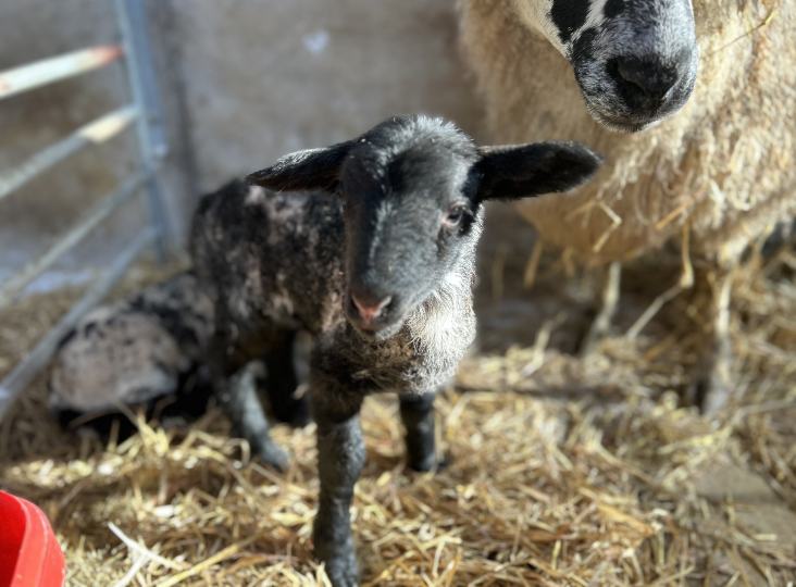 A day in the life of lambing by Jayne Harkness-Bones